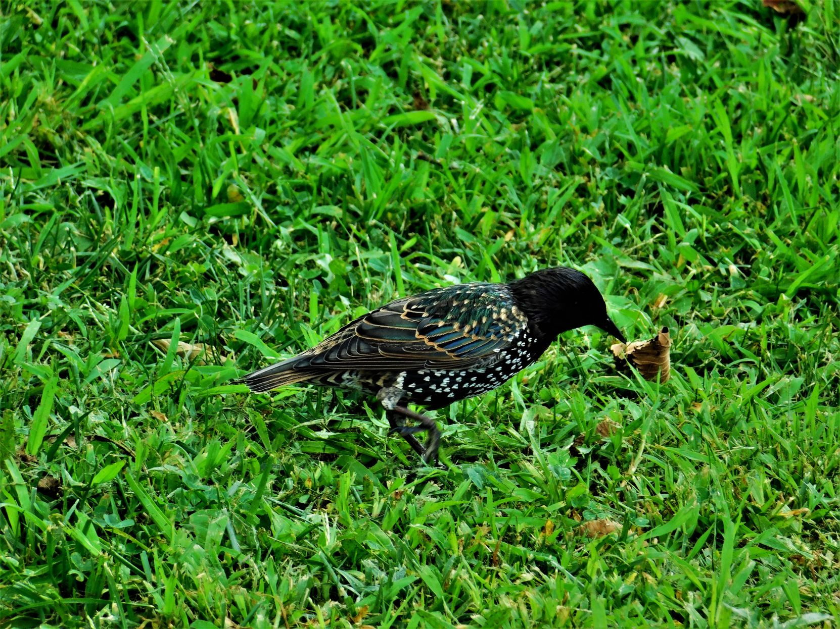 European Starling